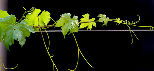 Grape leaves on an iron wire where they are attached to grow