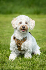 Cream white Bichonpoo dog - Bichon Frise Poodle cross - standing in a field looking to the camera