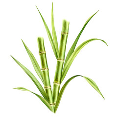 Bamboo watercolor illustration. Composition with two stems and leaves. Fresh green aquarelle painting. Realistic botanical artwork for packaging. Hand drawn poster