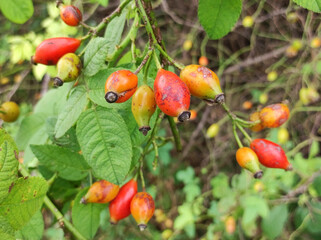 branch of red  rose hips in sunlight close up