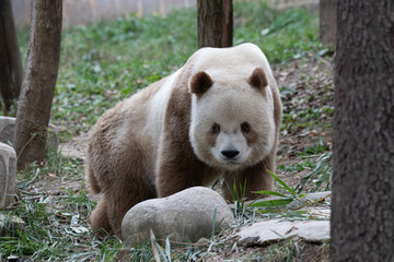 Close up the Only Brown Panda in this World, Qi Zai