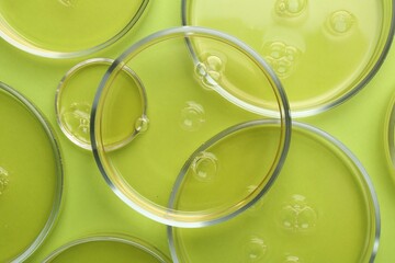Petri dishes with liquid samples on green background, top view