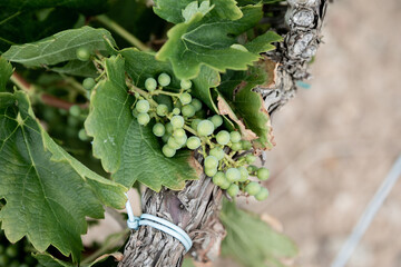 hoja, hojas, vid, vides, verde, uva, vino, tierra