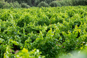 hoja, hojas, vid, vides, verde, uva, vino, tierra