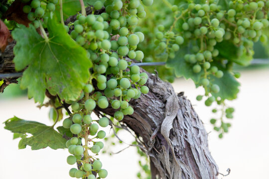 Fototapeta hoja, hojas, vid, vides, verde, uva, vino, tierra, uva, fruta, enredaderas, agricultura, verde, alimento, naturaleza, cosecha, madura, bodega, inmadura, macro, zoom