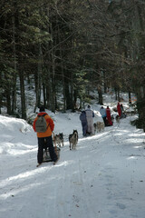 Chiens de traineau, neige, hiver