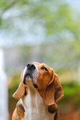 beagle dog thinking in the grass