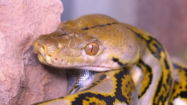 A snake boa sticks out its tongue. Python head in detail close-up.