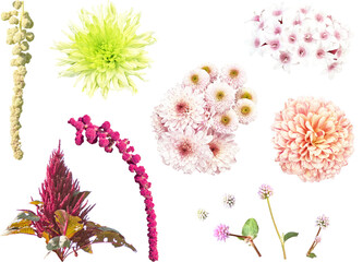 Fototapeta premium 切り抜き透過素材セットー秋の花3