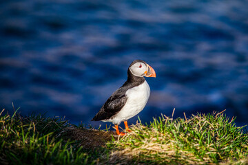 Puffin relaxing in the sun
