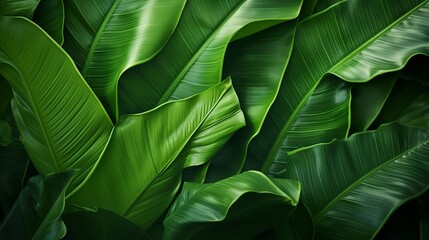 Background: lush green banana leaves in a tropical jungle. lush tropical forest, against the abstract pattern of light and shadow, natural background, seamless banner offers copy space