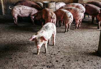 Breeder pig with dirty body, Close-up of Pig's body.Big pig on a farm in a pigsty, young big domestic pig at animal farm indoors