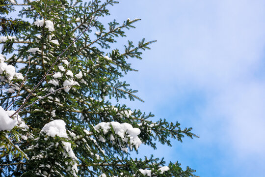snow on the branch on a coniferous tree beneath a blue sky. closeup nature background on a sunny day in winter