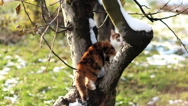 A little kitten climbs a tree and looks at the camera 