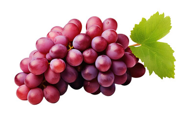 Grapevine Wonders Exploring Grape Varieties on White or PNG Transparent Background