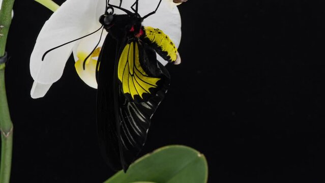 Development And Transformation Stages Of Butterfly Birdwing Hatching Out Of Pupa To Butterfly. Isolated On Black Background. Time Lapse.