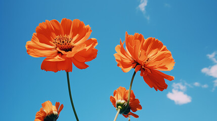Two large orange flowers - Powered by Adobe