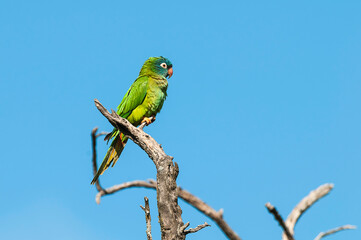 Blue crowned Parakeet,  La Pampa Province, Patagonia, Argentina