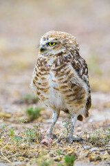 Burrowing Owl perched, La Pampa Province, Patagonia, Argentina.