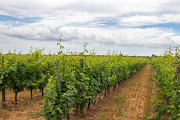 Vignoble de l'île de Ré sur la commune d'Ars-en-Ré au printemps sur fond de nuages.