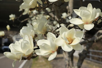 昼過ぎに花びらを開かせた白木蓮の花