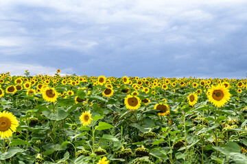 Sunflower field in bad weather just before thunderstorm in Germany, Europe.