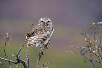 Burrowing Owl perched, La Pampa Province, Patagonia, Argentina.
