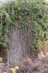 Fototapeta premium Fragment of the facade of a medieval building - expensive maintenance of an ancient stone house