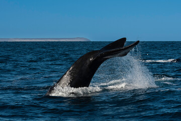 Obraz premium Sohutern right whale tail lobtailing, endangered species, Patagonia,Argentina