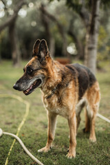 German Shepherd guards the backyard area - an alert and brave guard