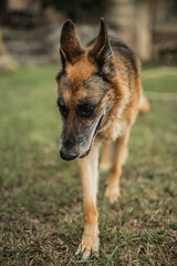 Trained German Shepherd in the garden of the villa - a reliable guard