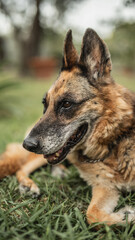 German Shepherd guards the backyard area - an alert and brave guard
