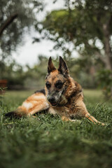 German Shepherd guards the backyard area - an alert and brave guard