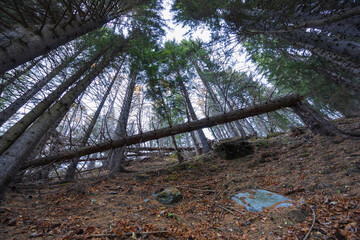 Fallen trees in a pine and spruce forest.