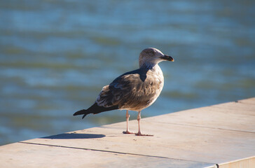 Seagull standing on a wooden pier by the sea, close-up