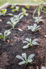 Vegetables in a garden bed - home botany and backyard gardening