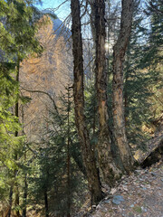 European woods scenery, no people are visible.