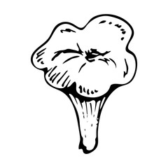 Chanterelle doodle mushroom. Collecting forest food. Cantharellus cibarius. Hand drawn sketch.