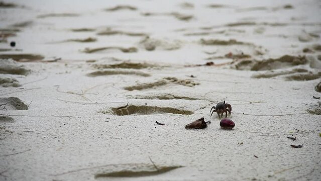 Close up of a crab walking on the sand. Seychelles