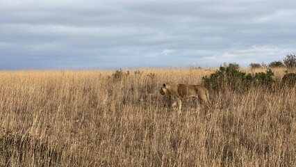 Single male lion in Kenya