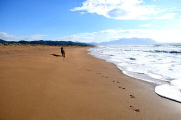 Paw prints of dog running along golden sandy natural Mediterranean Sea beach with white foamy waves and clouds over blue sky and green hills in the distance, Peloponnese Peninsula, Greece. 