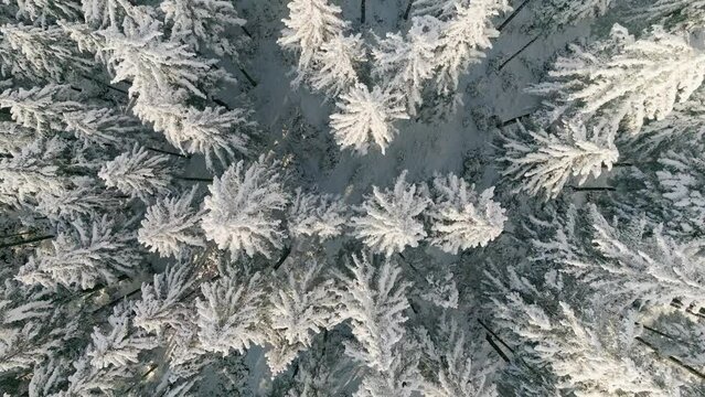 Forest snow tree nature beautiful sun branch background view down aerial