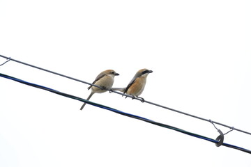 モズのオスとメス