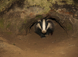 Badger, Scientific name: Meles meles.  Young badger cub emerging from the badger sett with D shaped entrance hole in springtime.  Facing front.  Horizontal.  Space for copy. © Moorland Roamer