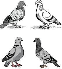 set of pigeons