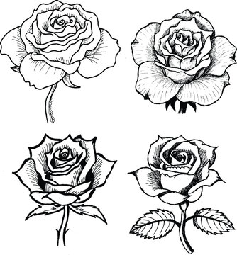 set of black and white roses illustration