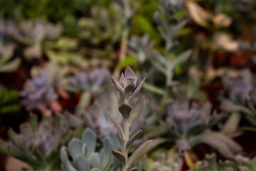 Close up view of a succulent plant background. - 684600504