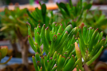 Close up view of Jade plant (Crassula ovata) background. Beautiful plant wallpaper. - 684600509