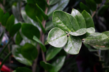Close up view of ZZ Plant (Zamioculcas zamiifolia - Araceae) background. Beautiful plant wallpaper. - 684600511