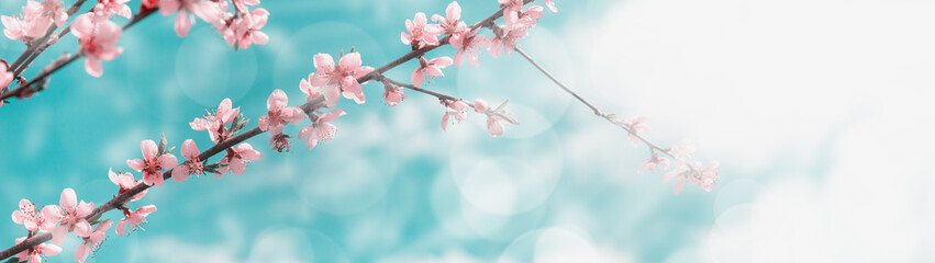Beautiful springtime background. Pink peach blossom and sky with clouds. Copy space. Web banner.